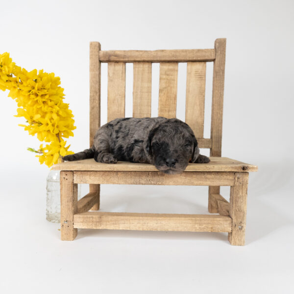 Thumper - Image 6