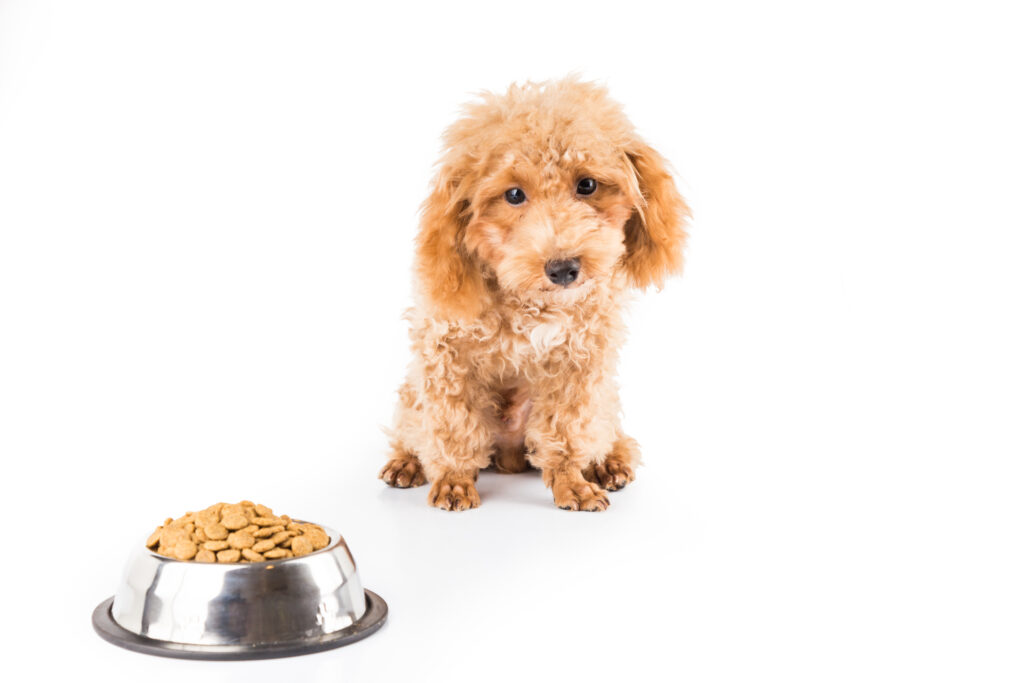 Puppy served kibble for a meal