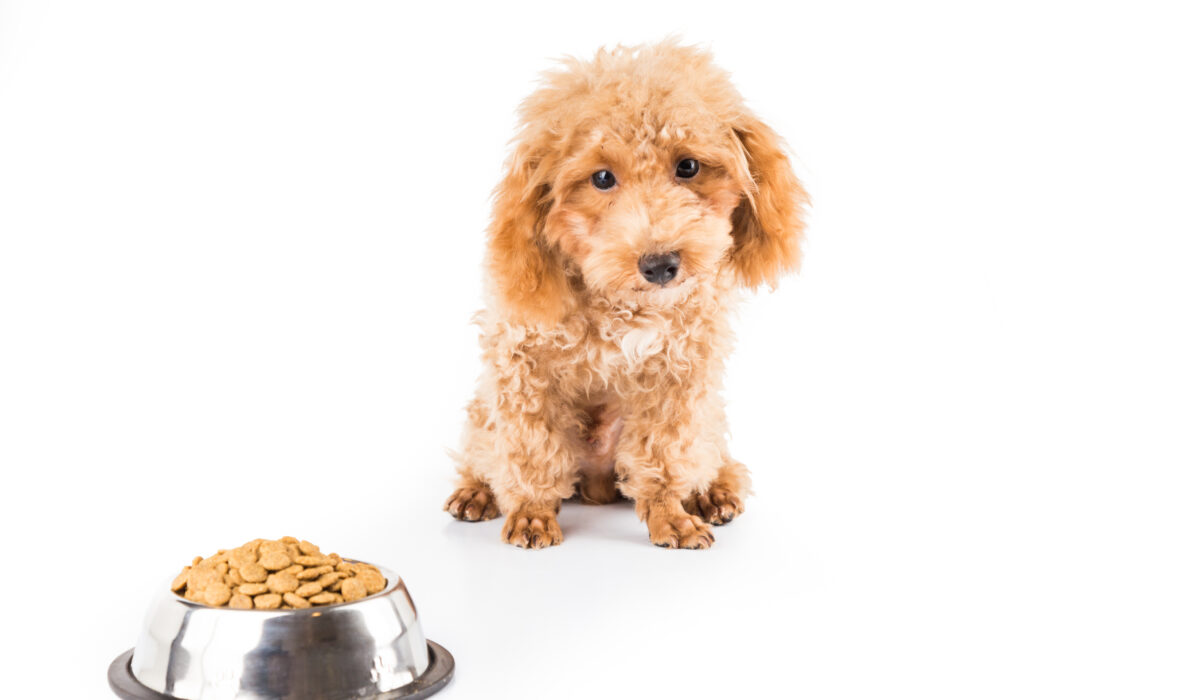 Puppy served kibble for a meal