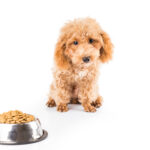 Puppy served kibble for a meal