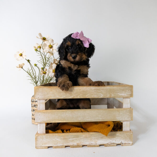 Wren - Image 2