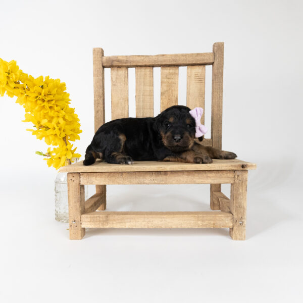Wren - Image 4