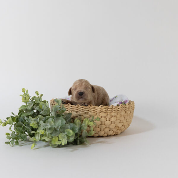 Bunny - Image 2