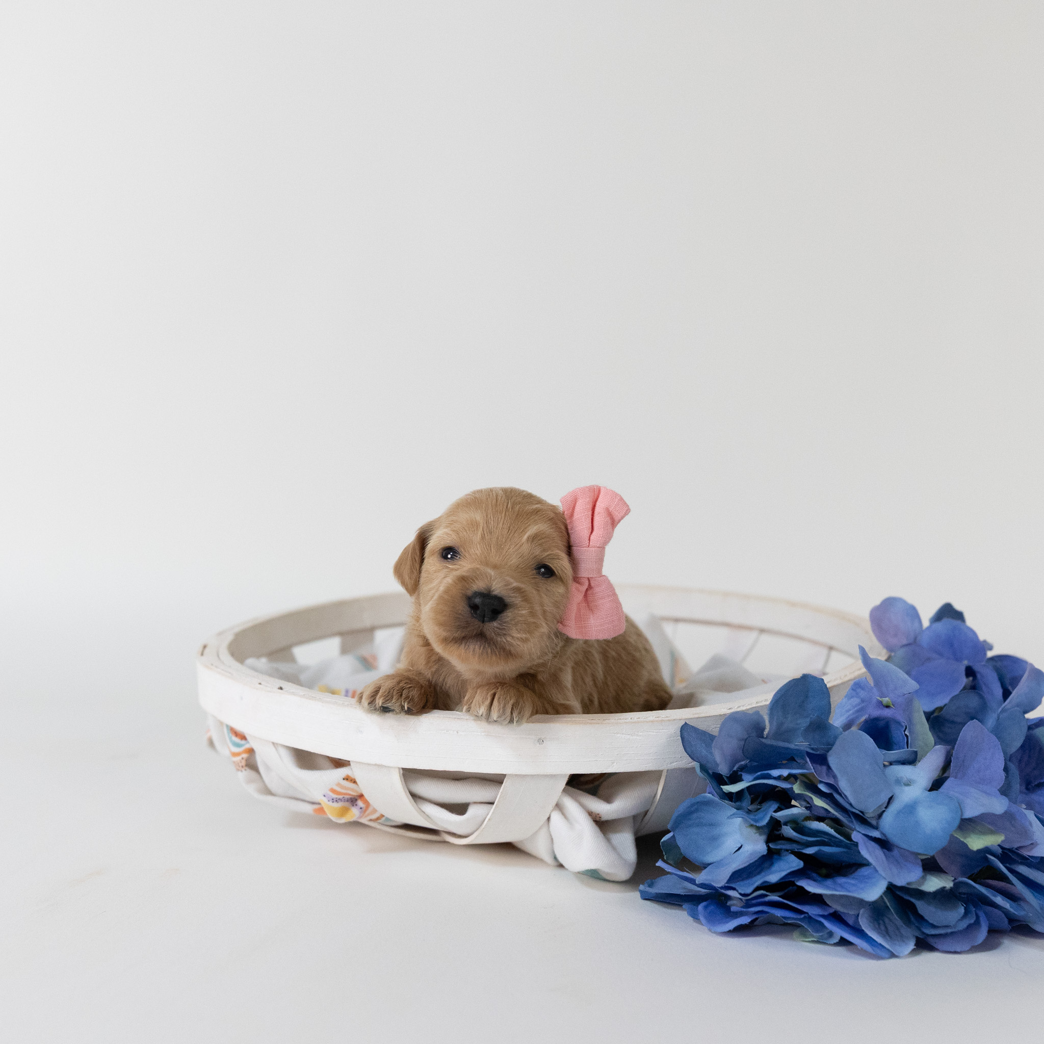 Guinevere's Litter