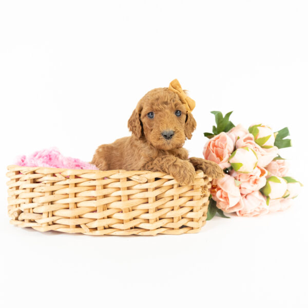 Clover - Image 6