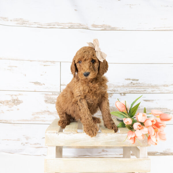 Clover - Image 8