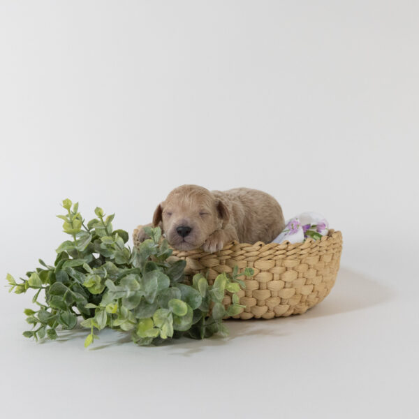 Cadbury - Image 2