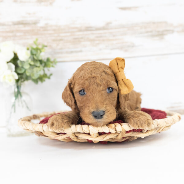 Clover - Image 5