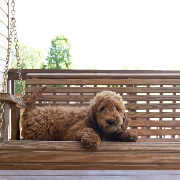 Clover - Image 3