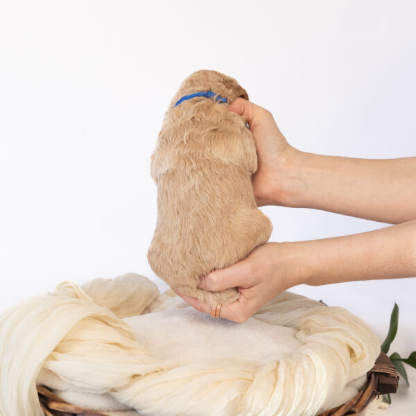 Curly - Image 6