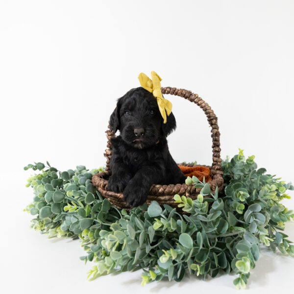 Gloria - Image 4