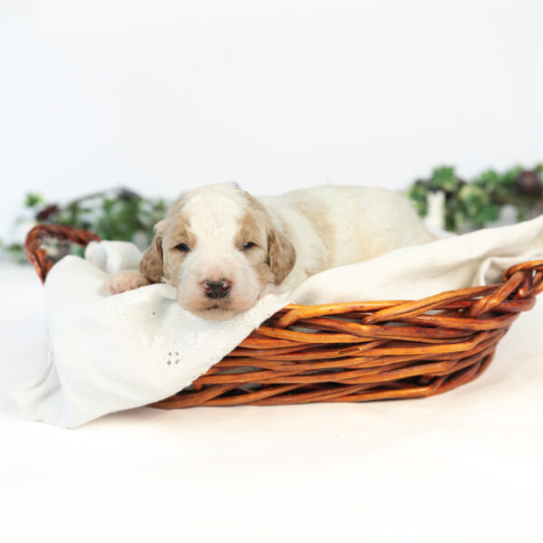 Cuthbert - Image 2