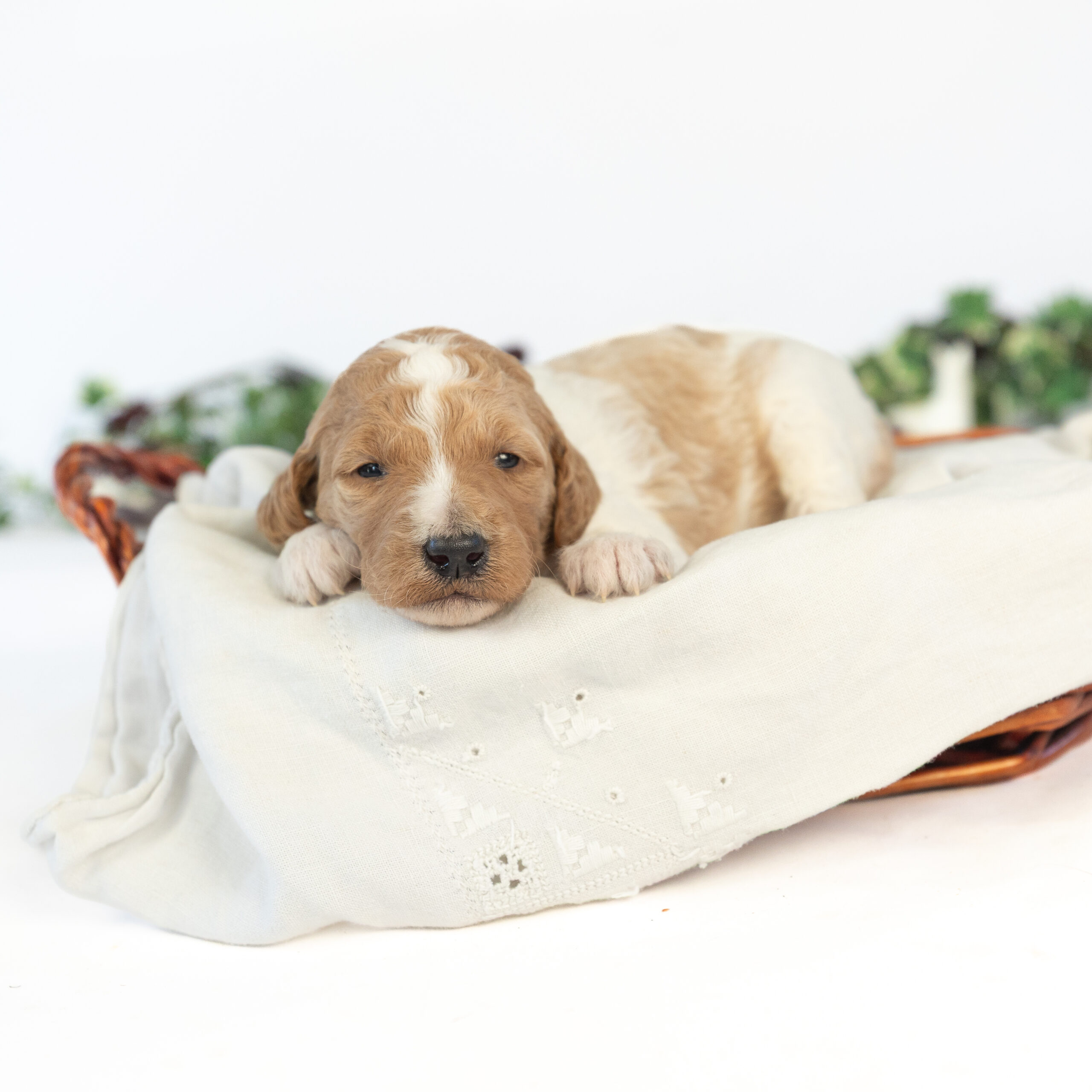 Antoinette's Litter
