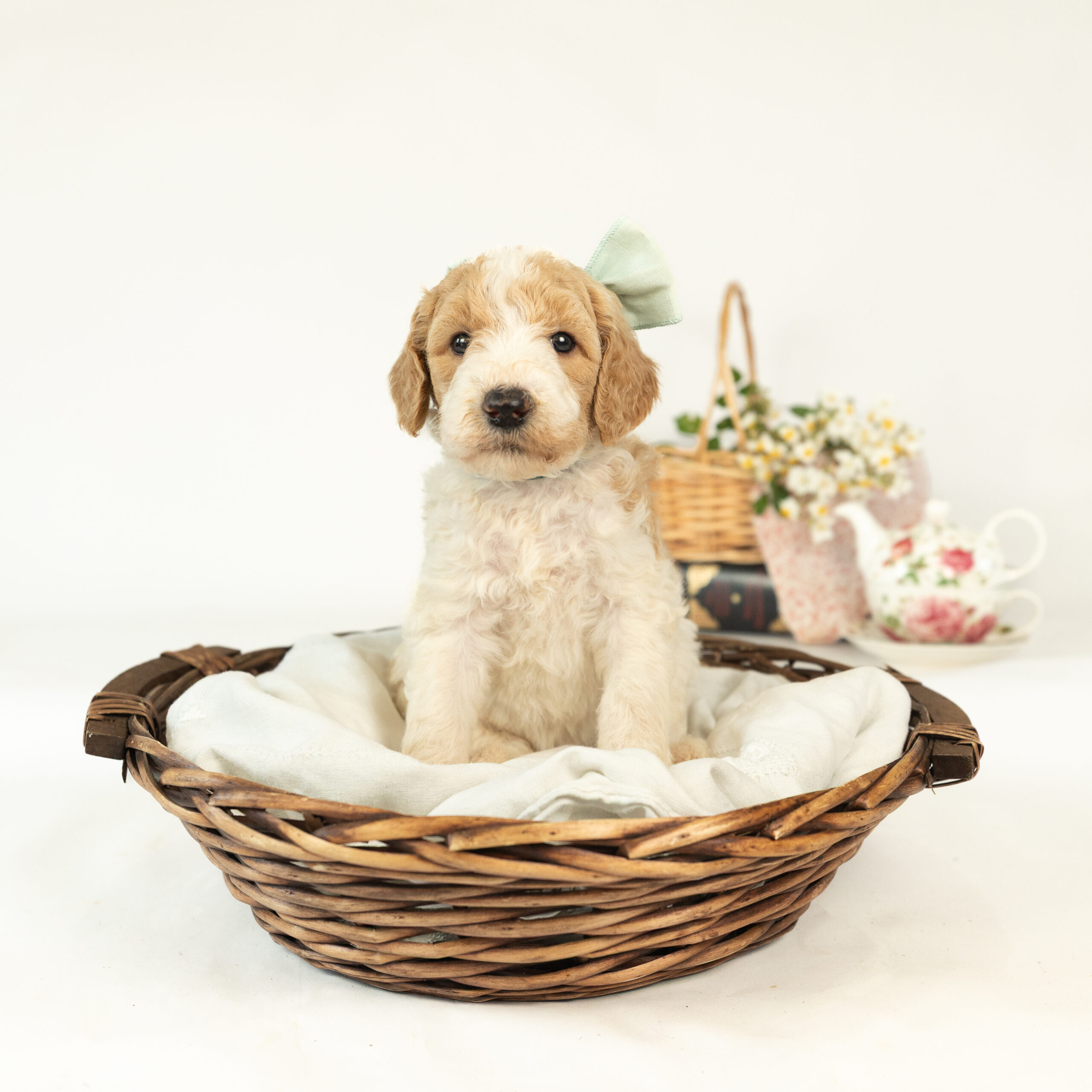 Antoinette's Litter