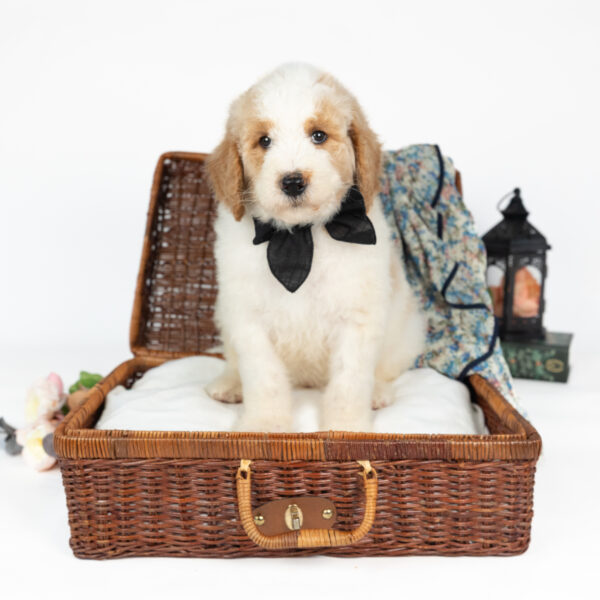 Cuthbert - Image 2