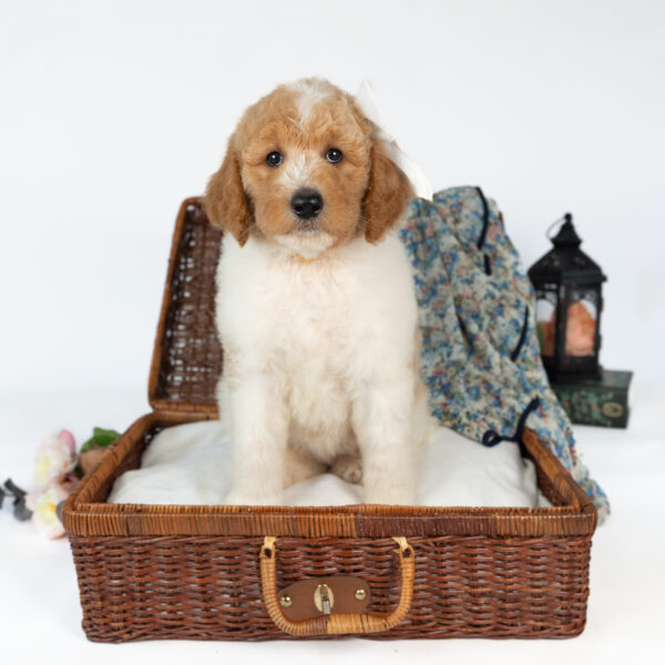 Minnie Mae - Image 2