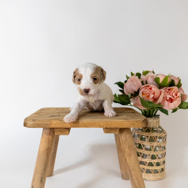 Lily - Image 2