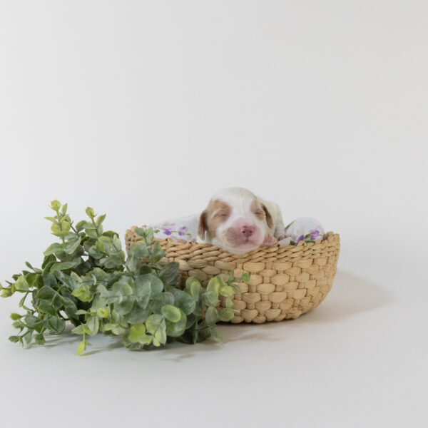 Lily - Image 4