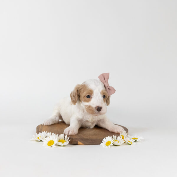 Lily