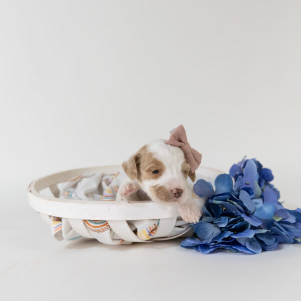 Lily - Image 3