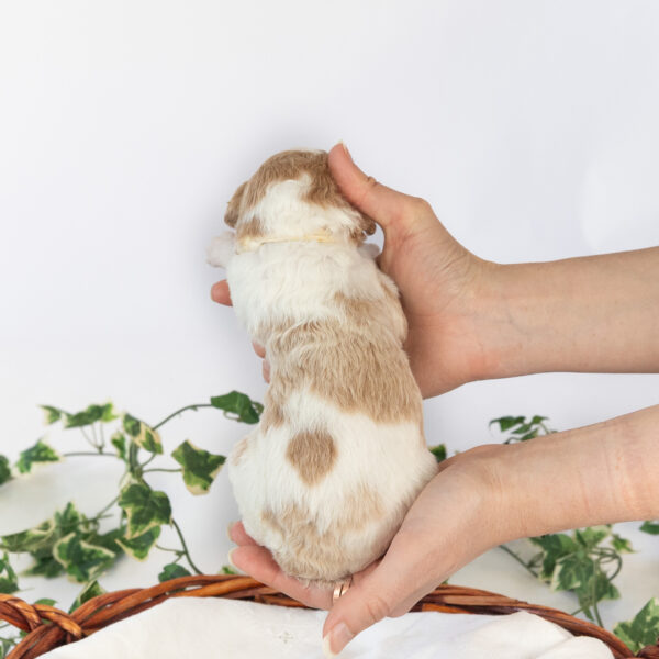 Minnie Mae - Image 7