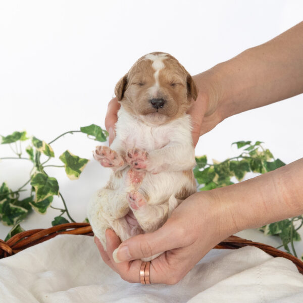 Minnie Mae - Image 4
