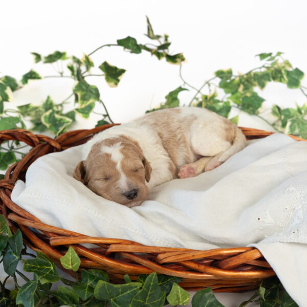 Minnie Mae - Image 3