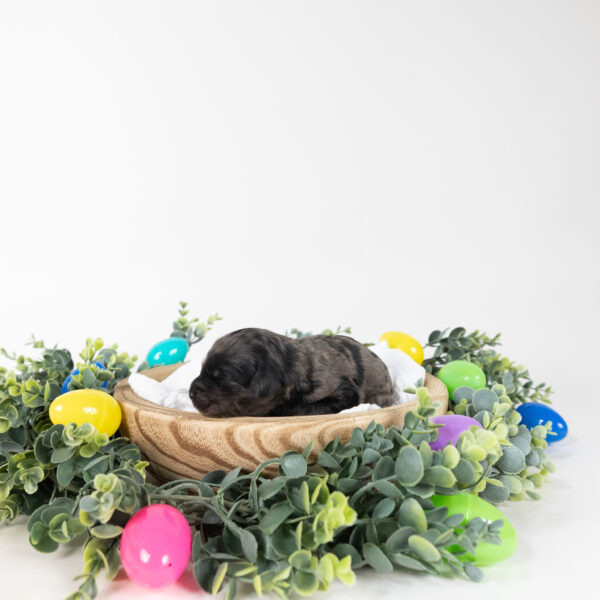 Olive - Image 6