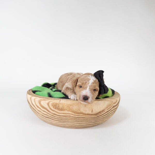 Pixie - Image 7