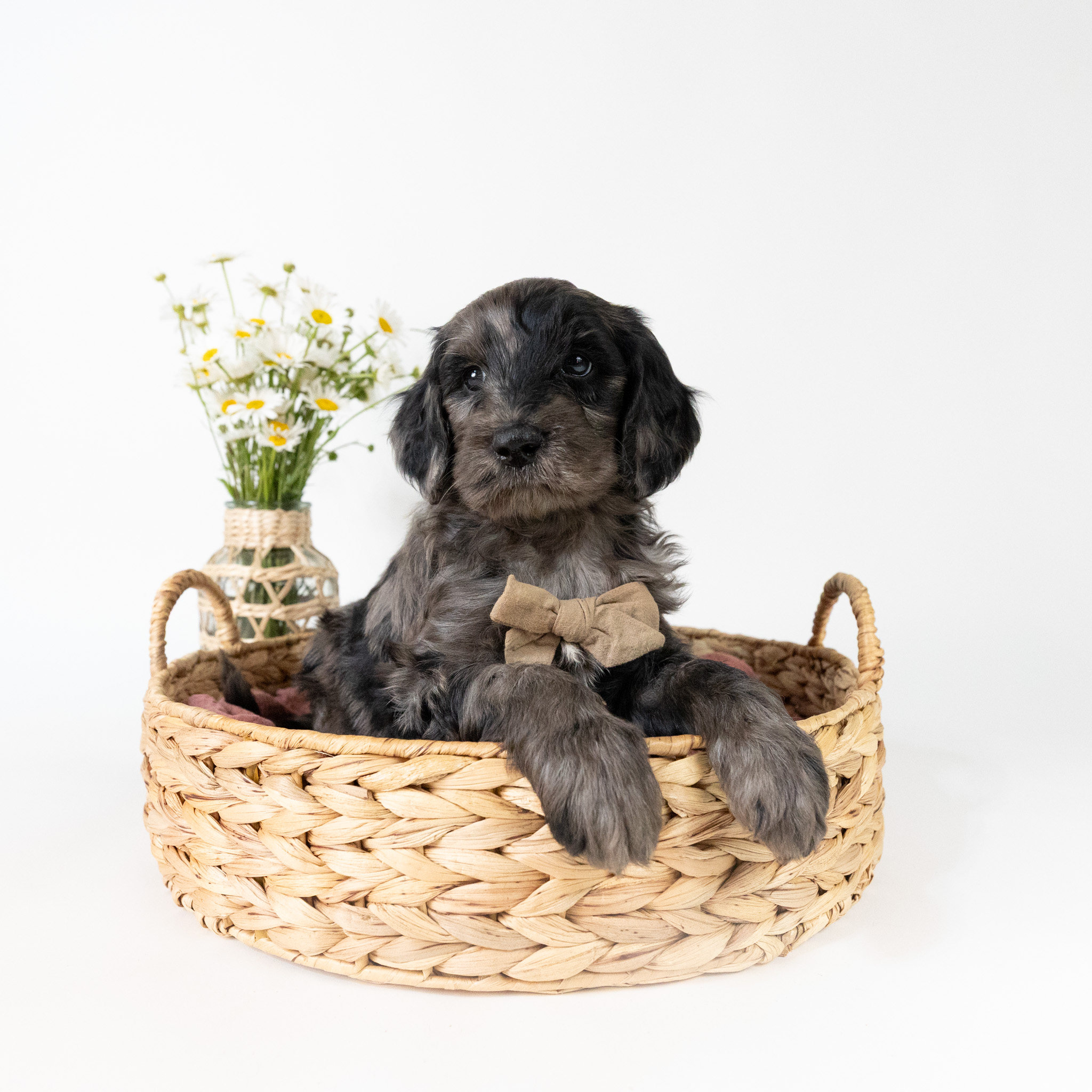 Phoebe's Litter
