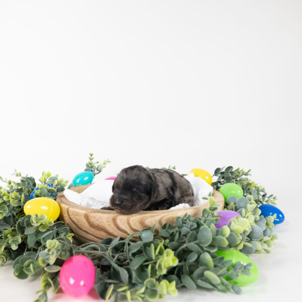 Olive - Image 7