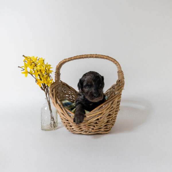 Olive - Image 2