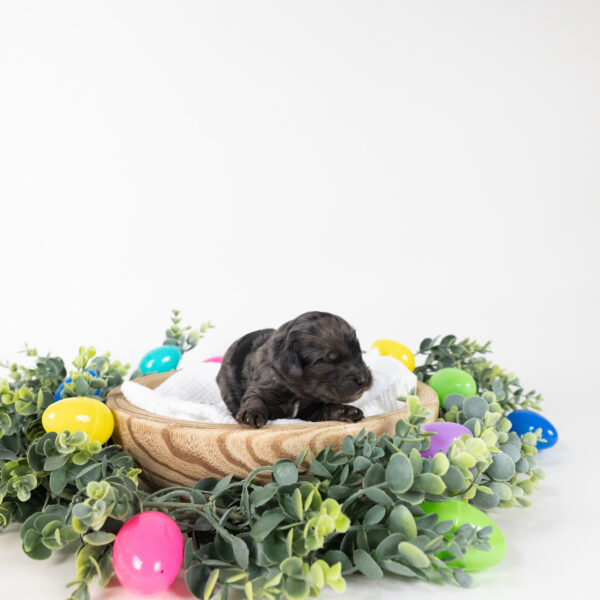 Olive - Image 5