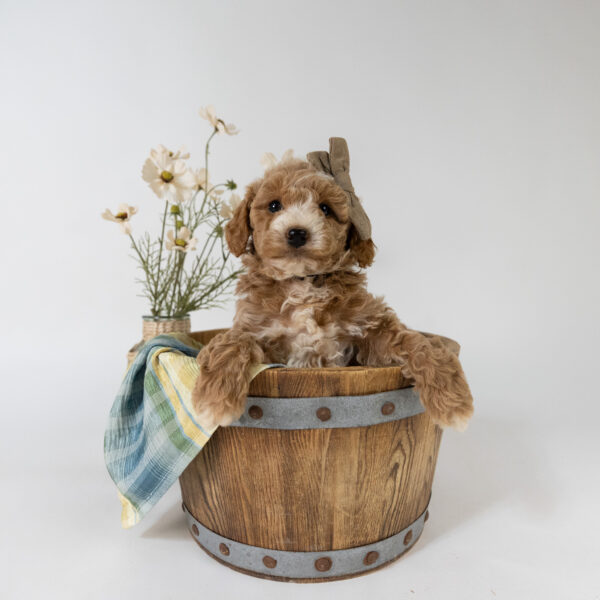 Pixie - Image 3