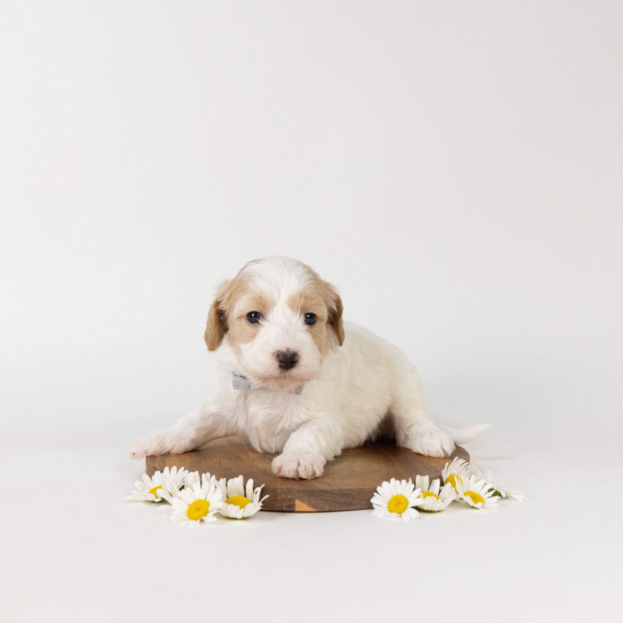 Guinevere's Litter