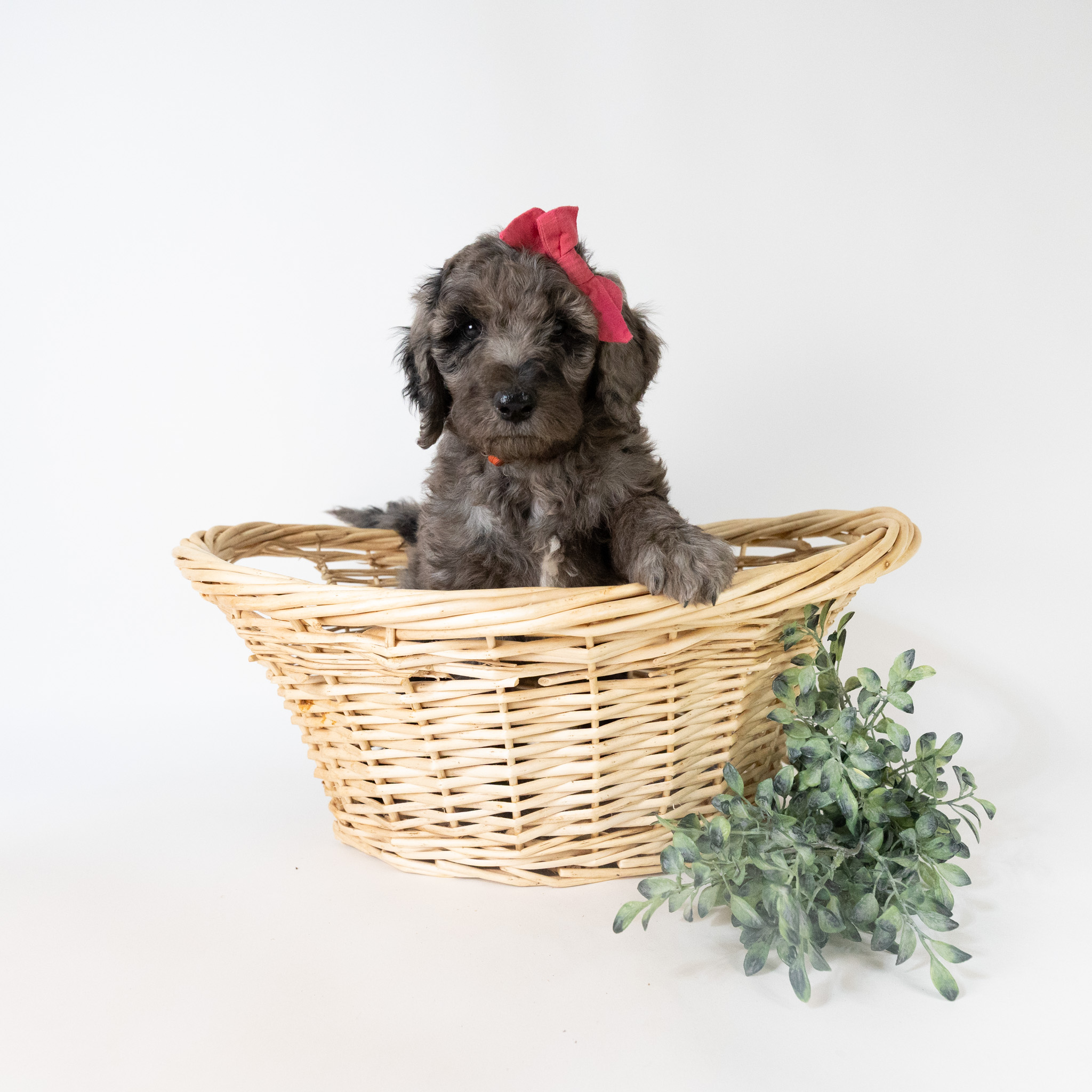Phoebe's Litter