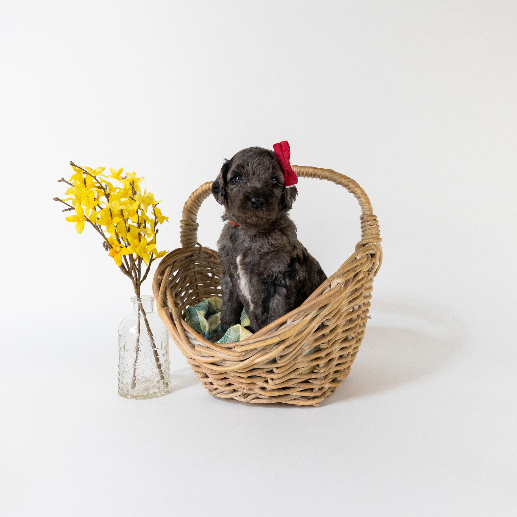 Phoebe's Litter