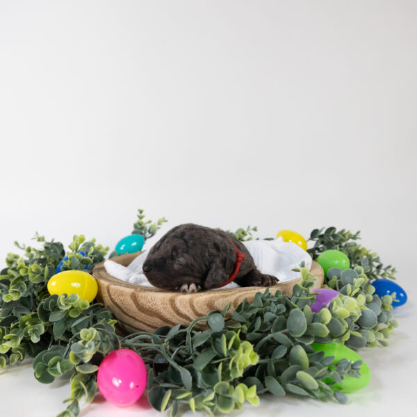 Rebecca - Image 4