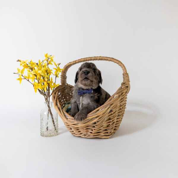 Stephan - Image 3