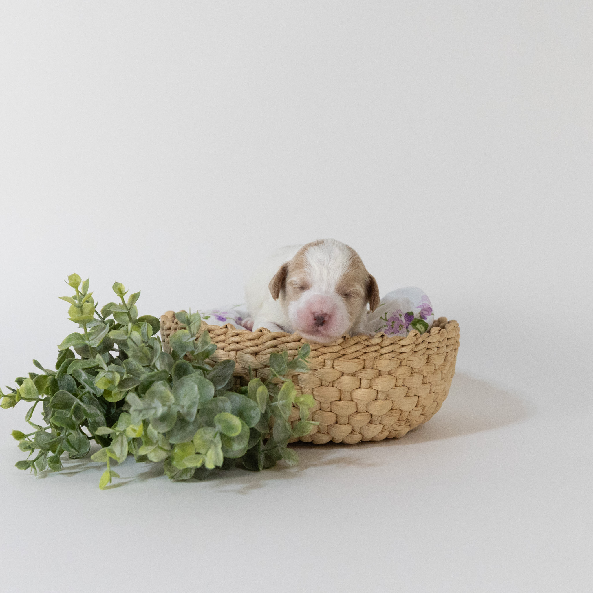 Guinevere's Litter