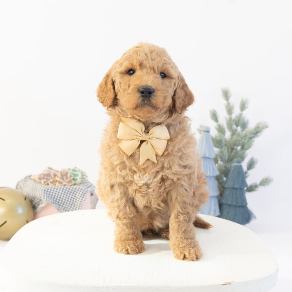 Snickerdoodle - Image 2