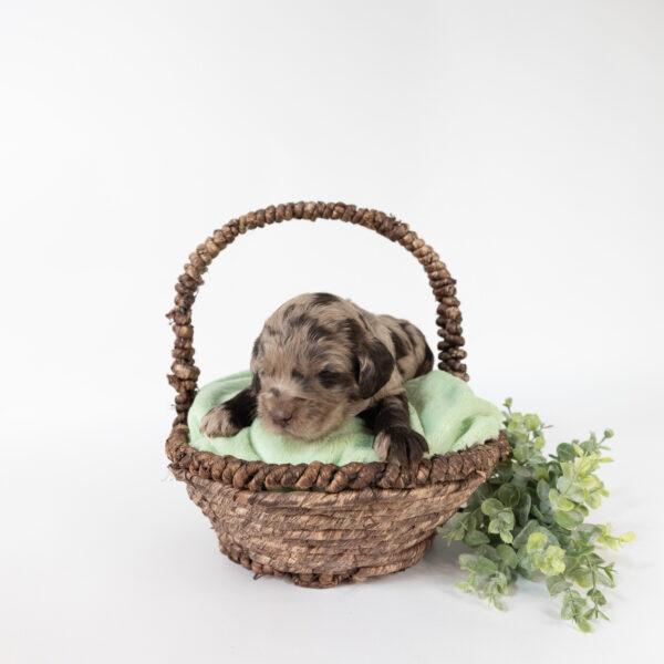 Hershey - Image 4