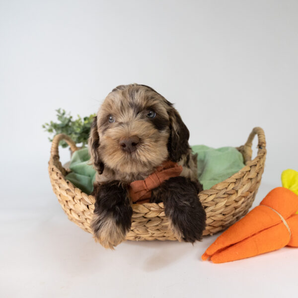 Hershey - Image 2