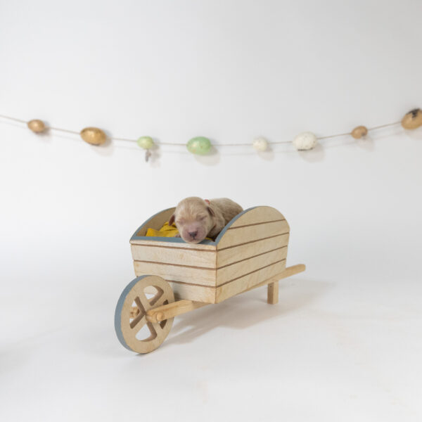 Bunny - Image 6