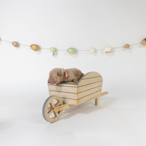 Bunny - Image 4