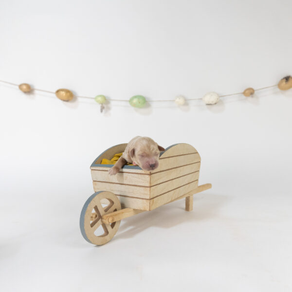 Bunny - Image 5