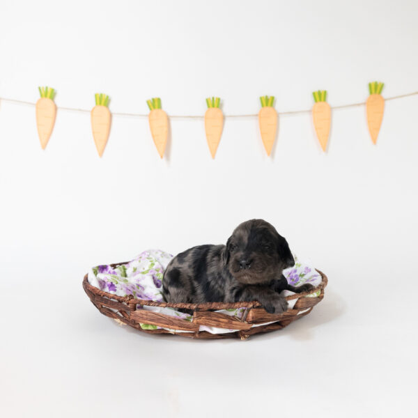 Olive - Image 3