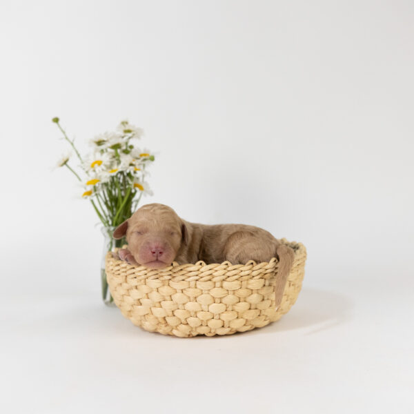 Amelia - Image 3