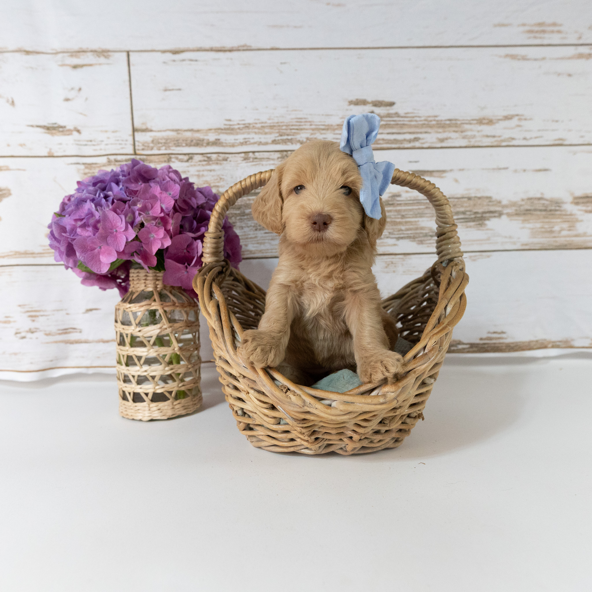 Isadore's Litter