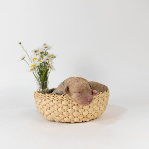 Amelia - Image 4